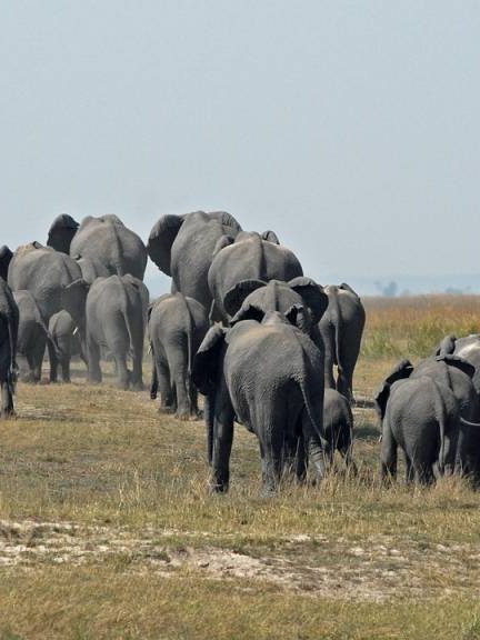 Agence de voyage au Botswana : comment choisir la meilleure pour votre aventure